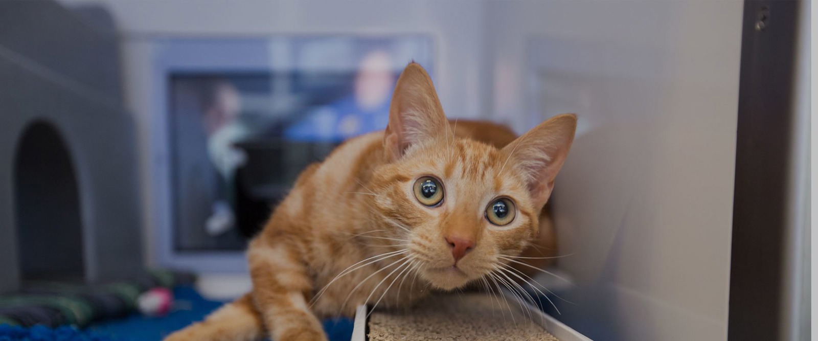 Isle of Wight Cat Centre