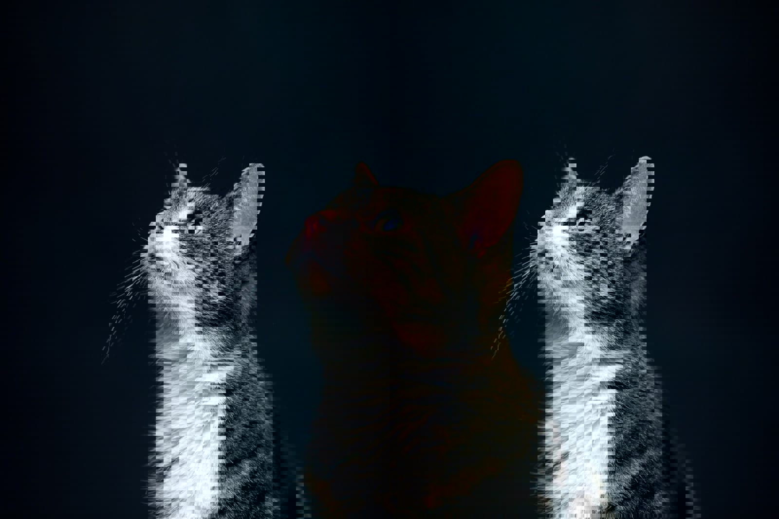 A Banner Image