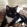 Romeo the black and white cat