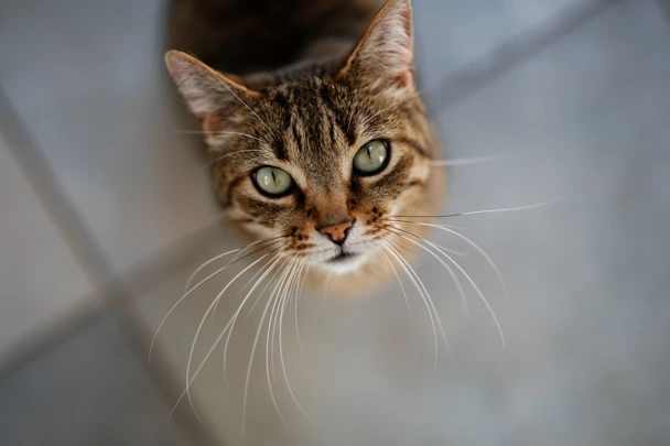 rehoming-tabby-cat.jpg