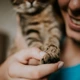 beloved-cat-image.jpg