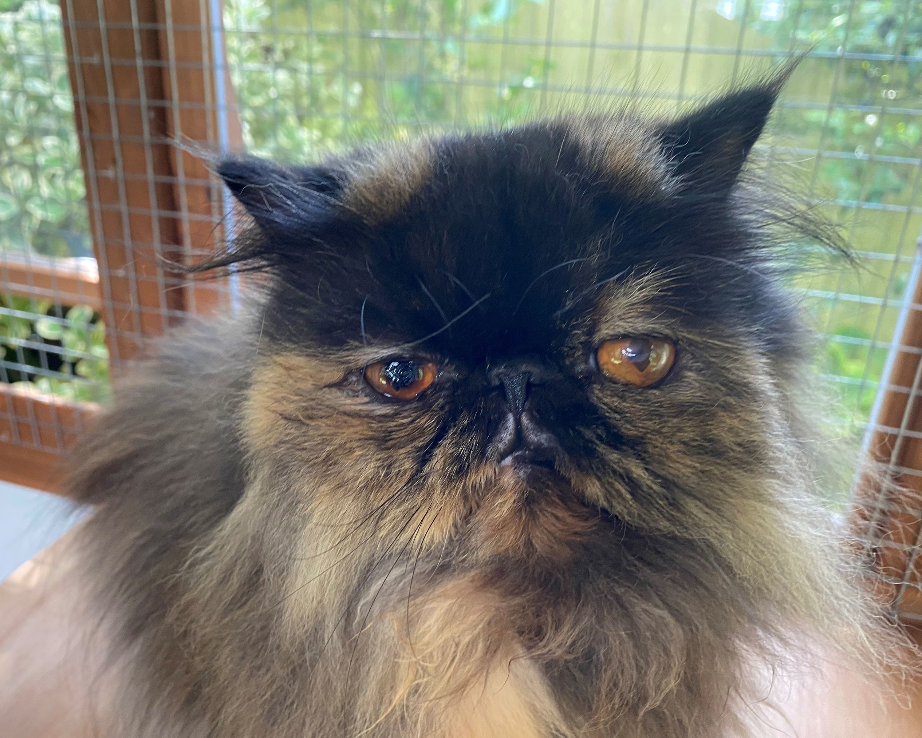 Sales of pedigree cats overtake moggie cats for the first time